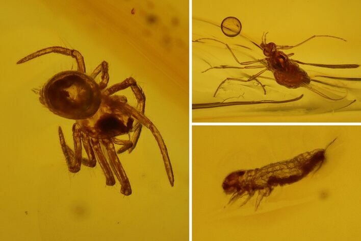 Detailed Fossil Spider, Springtail and Fly in Baltic Amber #128340